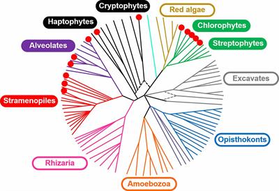 Emerging Diversity of Channelrhodopsins and Their Structure-Function Relationships